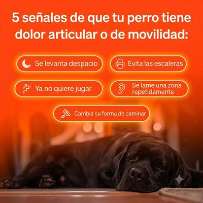Luvitta Pet - "Cuida cada paso"